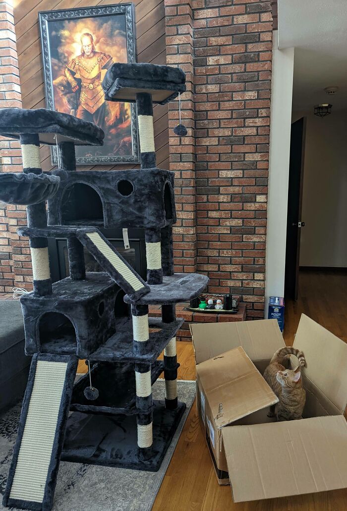 Two Hours Of Cat Tree Building Later