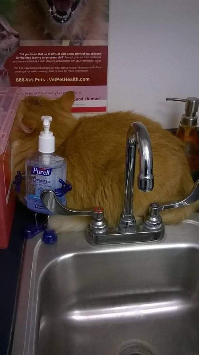 Bet You Can't Find Him! He's Hiding From The Vet