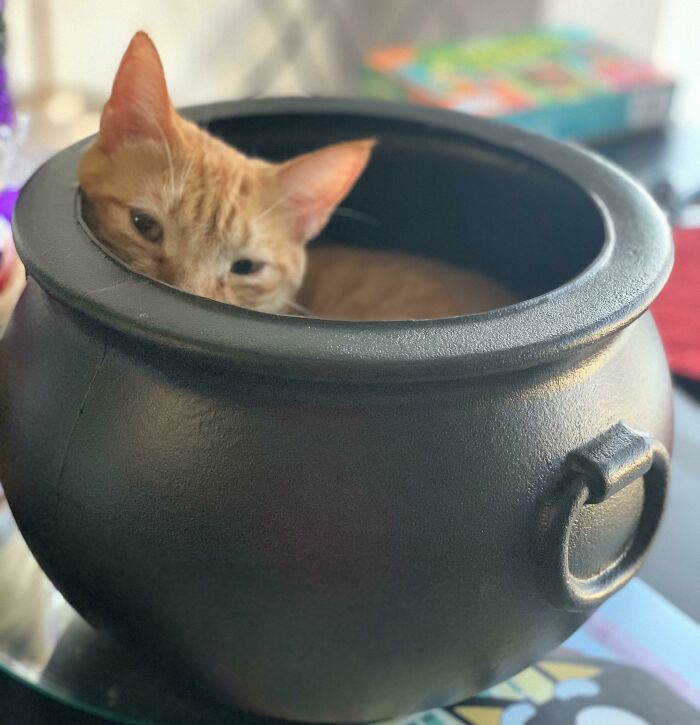 He’s Going To Be So Sad When I Take His Cauldron Away!