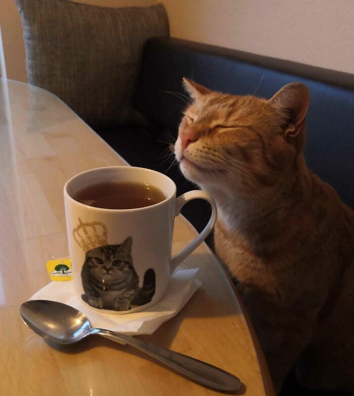My Orange Boi Likes Tea