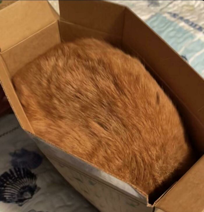 I Think My Cat Likes The Box