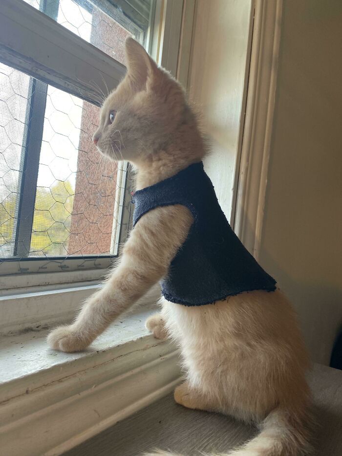 When You’re Cold And Shivering But You Scream When Removed From The Window, You Get A Sock Sweater Instead!