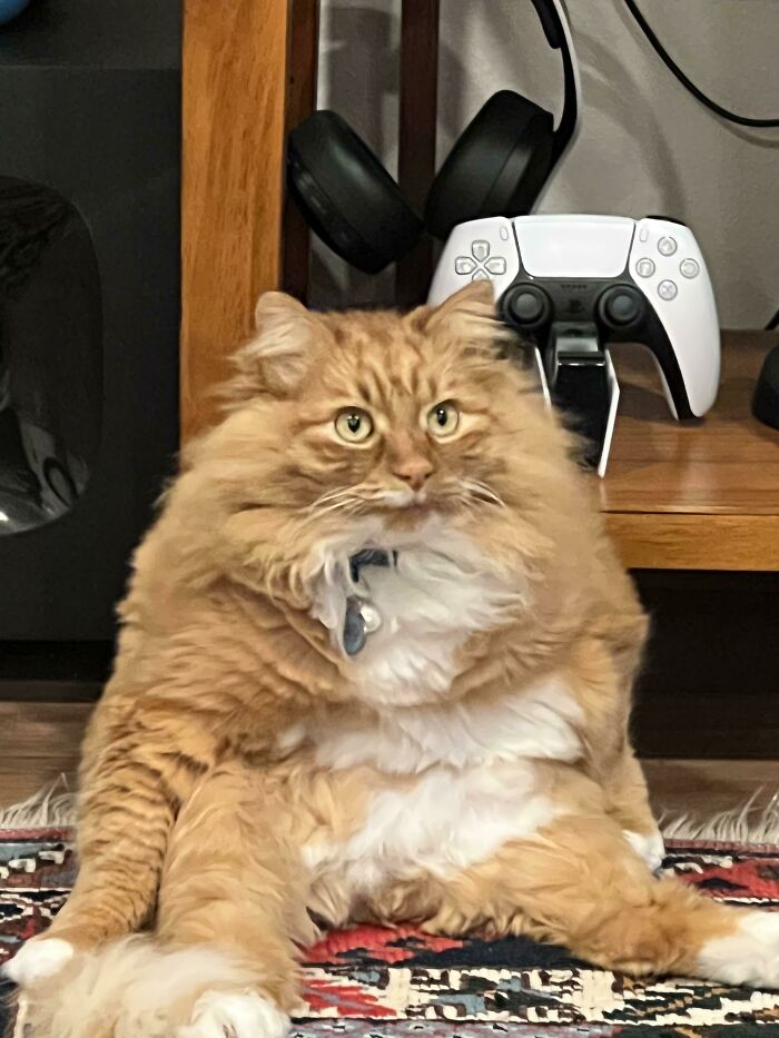 R/Floof Said You Guys Would Appreciate This Recent Picture Of Nigel Lol