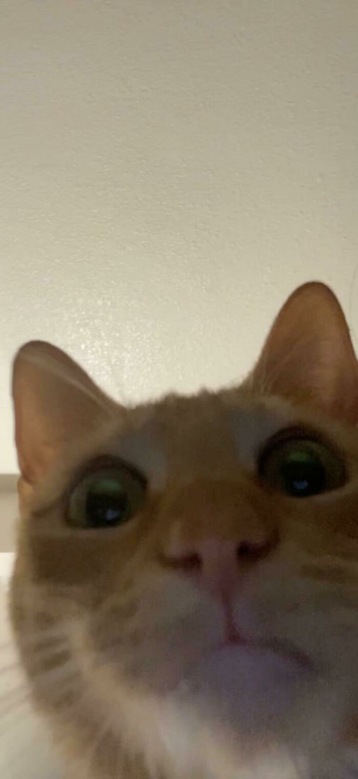 Stepped Away From My Phone When Facetiming My Partner… He Caught This Photo