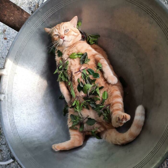 Spinach, Basil, And With Ginger Cat