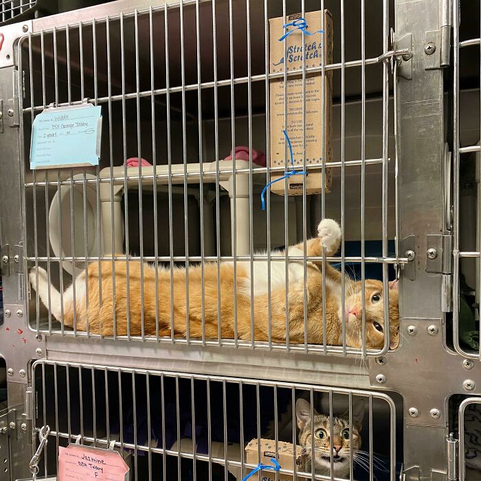 El gato naranja y revoltoso en el refugio donde soy voluntaria 