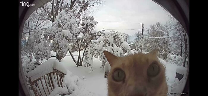 We Told Him He Wouldn’t Like It Outside, But He Insisted. This Is What We Saw On Our Doorbell Cam A Few Minutes Later