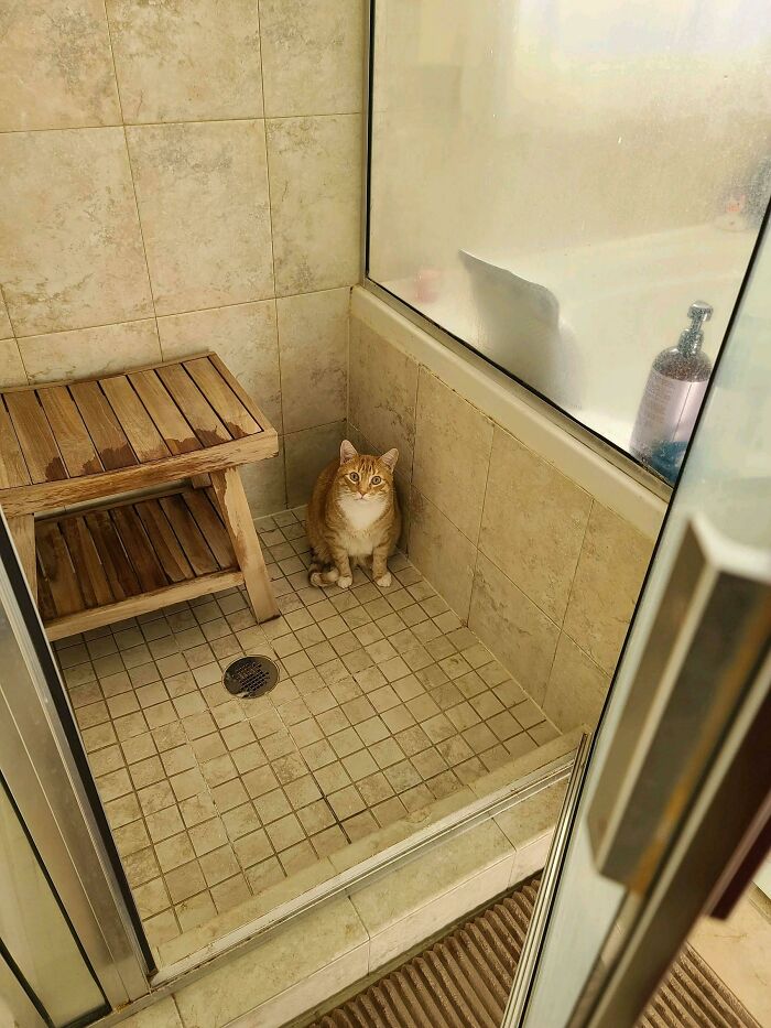 He Hates Water But Likes To Sit In The Shower After I Get Out ???