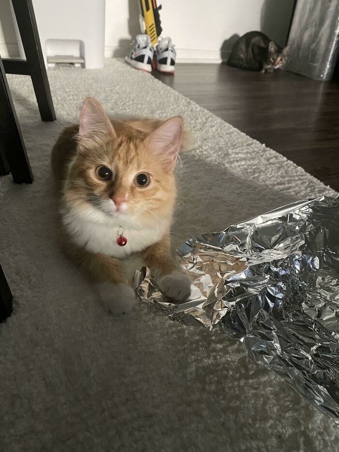 Tinfoil To Keep Kitten Off Counter? No, New Favorite Toy