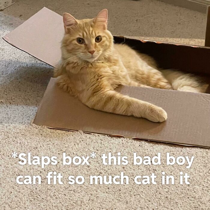 My Cat Loves To Pose In This Box And I Couldn’t Resist