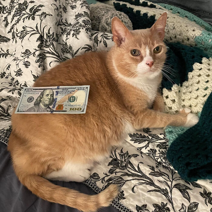 You've Been Visited By The Money Cat! He Has No Idea He Has $100, You Can Just Take It