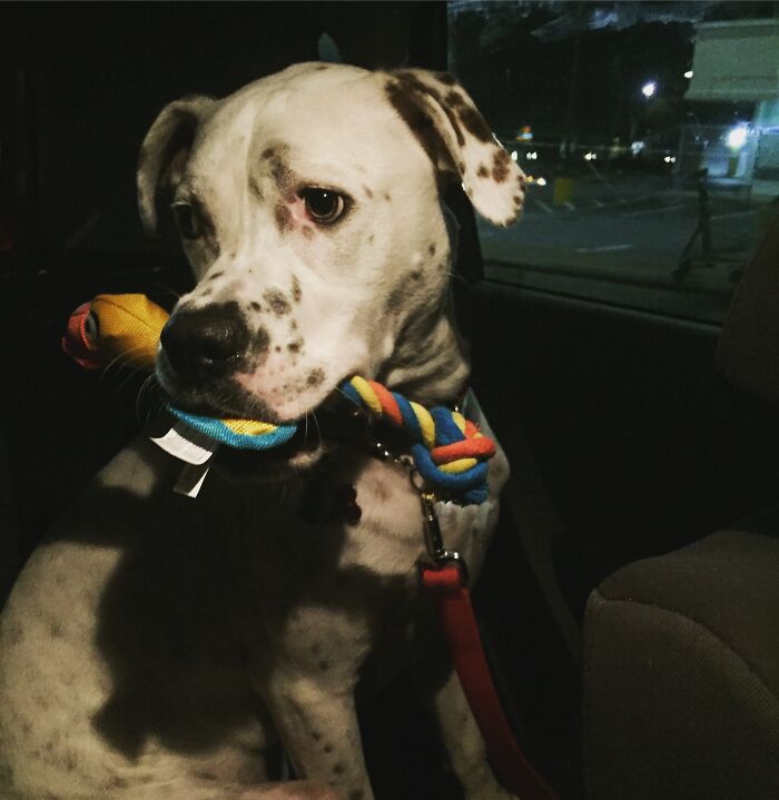 A Stranger Saw My Dog In The Car, Asked To Pet Him, Then Said Merry Christmas And Handed Him A Toy From His Own Groceries