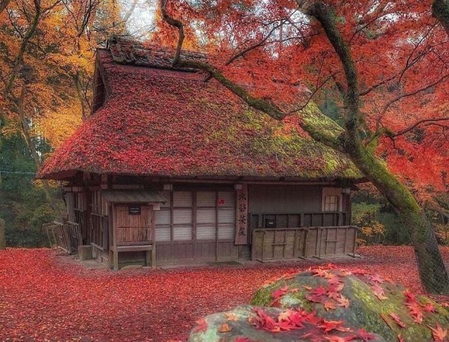 A House Coated In Maple Leaves