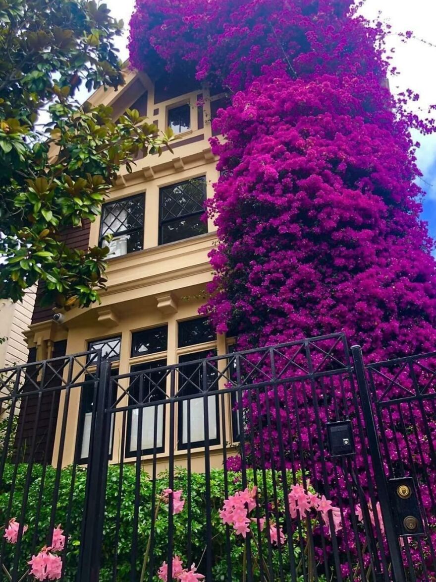 Bougainvillea House On Eddy Street. San Francisco, CA