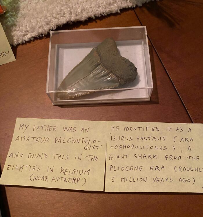 My PictureGame Secret Santa Sent Me An Ancient Giant Shark Tooth For Christmas That His Dad Found In Belgium In The 1980’s