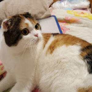 patriciamcgrattan avatar