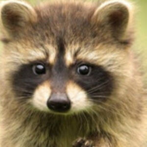 claireschultheiss avatar