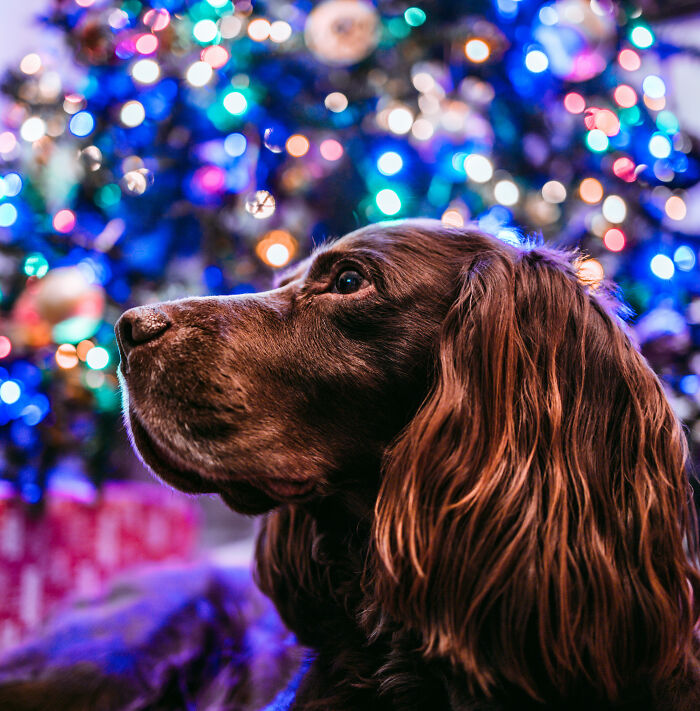 My Dog In Front Of My Christmas Tree
