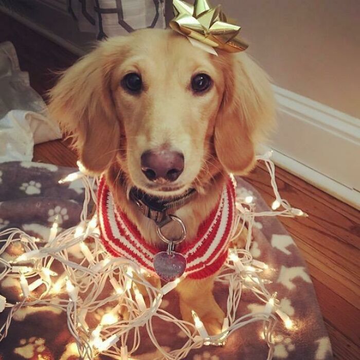 It's Already Christmas Season For Cooper
