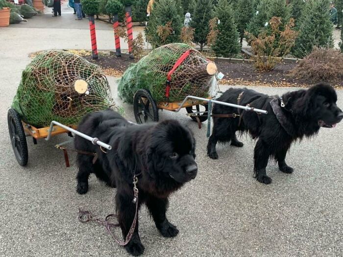 This Christmas Tree Farm Has Newfies That Will Cart Your Tree To Your Car For You