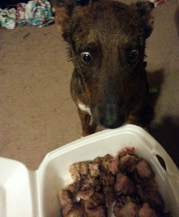 He Had Steak For Christmas Dinner. He Couldn't Believe It
