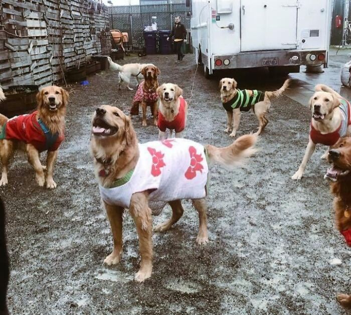 My Friend Got To Attend An Ugly Sweater Christmas Party For Dogs And I’ve Never Been So Jealous In My Life!