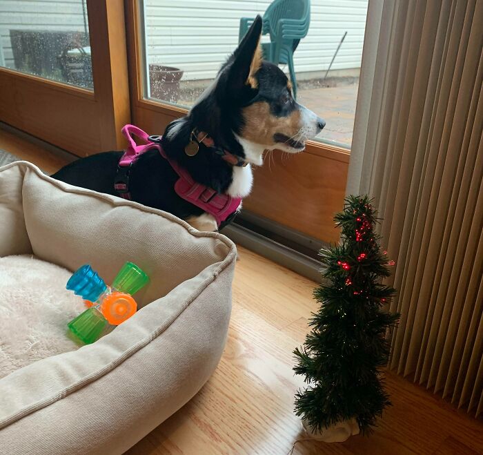 Dad, Eight Months Ago: “Why Do You Want A Dog?” Dad, Today: “I Bought Cookie A Christmas Tree To Go Next To Her Bed At Our House!”