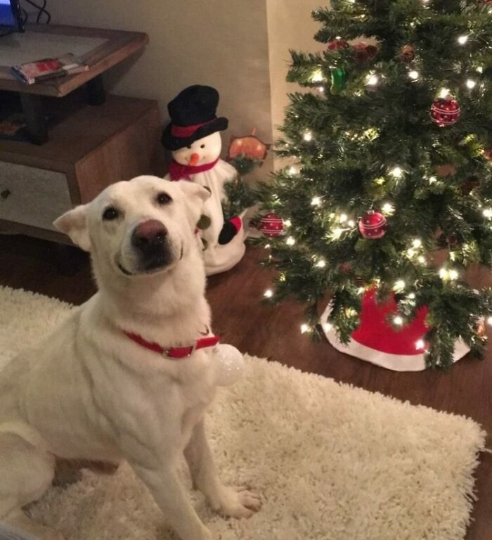 My Local Humane Society Posted This Picture Of A Dog Who Found A Home Just In Time To Help Decorate The Christmas Tree!