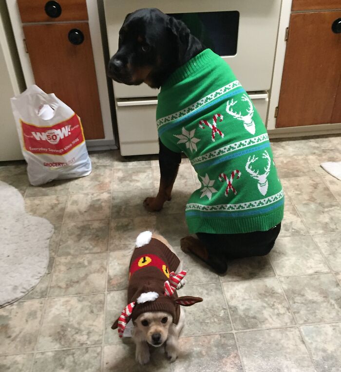 They Weren't Too Excited For Their Snazzy Christmas Outfits
