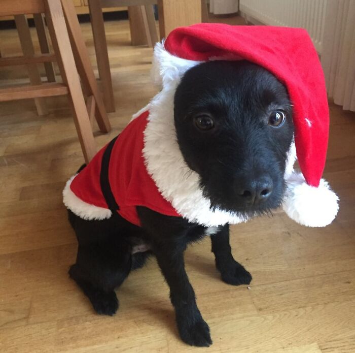 The Wife Bought A Christmas Outfit For Our Dog, Buddy