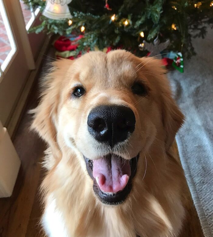 The Face Of A Pupper Excited For Her First Christmas Eve!