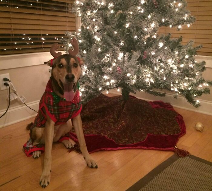 Moose Is Ready For His First Christmas Not Spent In A Shelter