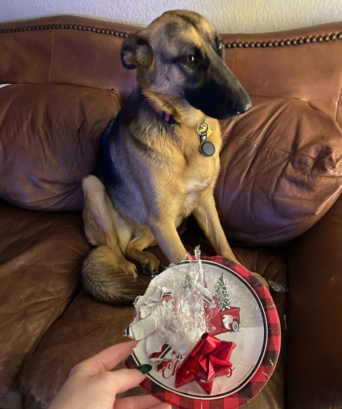 Ciri Has No Idea Who Ate The Christmas Cookies While We Were Out Shopping. She’s So Mad She Can’t Even Look At The Plate