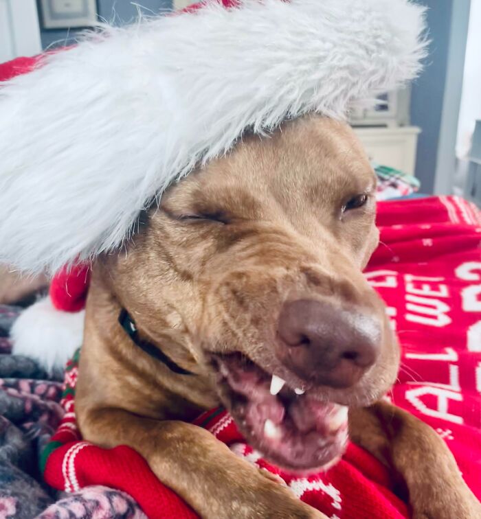 Trying To Get Cute Christmas Pictures… She Sneezed Midway Through!