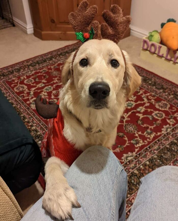 Dolly Is Excited For Her First Christmas