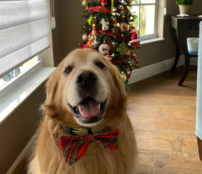 Fancy Golden Boi Has Been Waiting For You To Come To His Formal Christmas Get-Together
