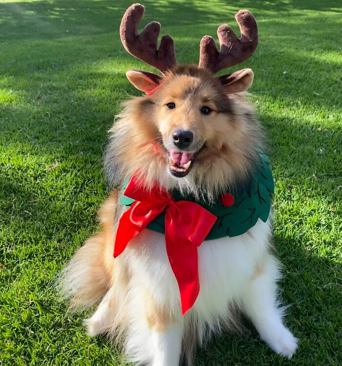 Maple The Rare Rein-Pupper Wishes You All A Merry Christmas