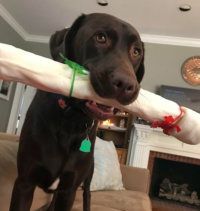 Murphy Wants To Share His Giant Christmas Bone With You