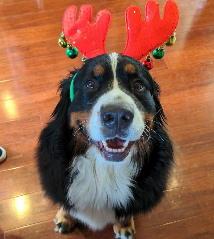 Merry Christmas From This Little Reindeer