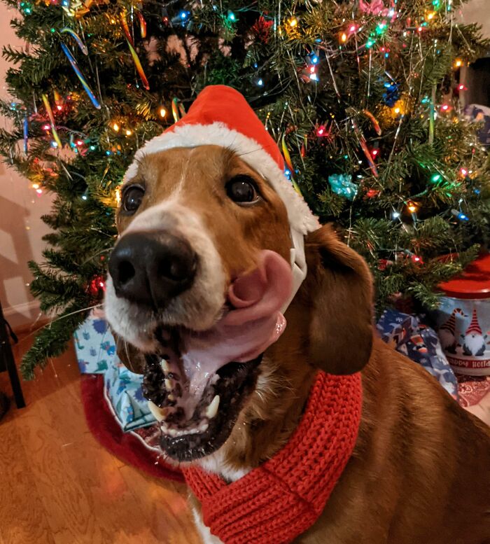 Dixie Is Super Excited For Christmas!