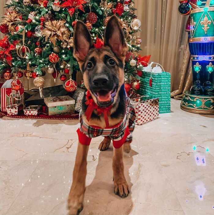 Ruby Was Excited For Her First Christmas!