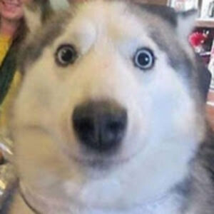 sofiamirabella avatar