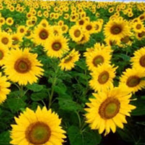 assalamualaikumhanah avatar