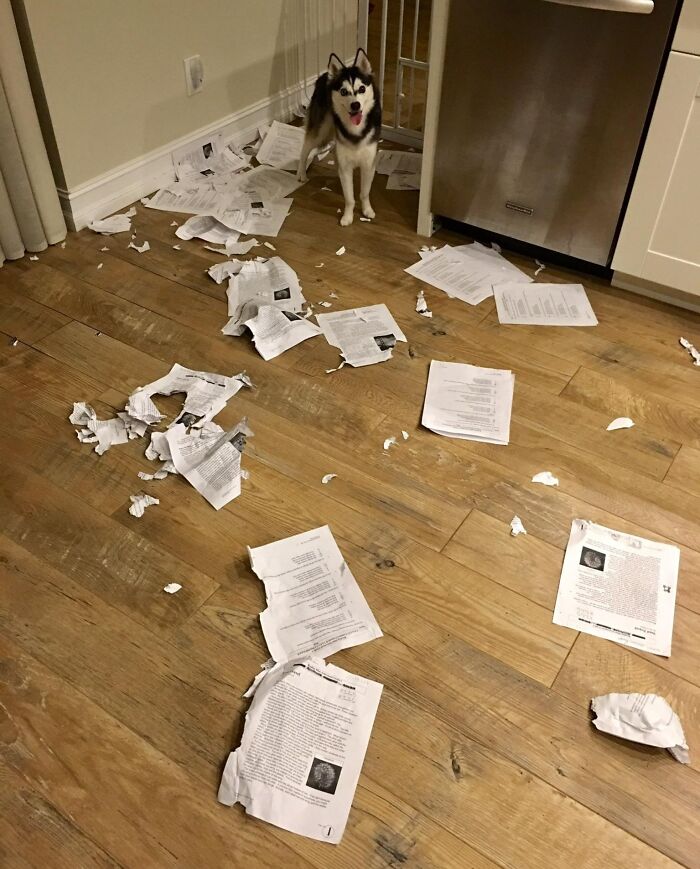Sorry Class, My Dog Ate Everyone's Homework