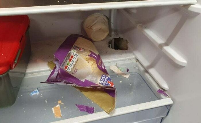 Rats Ate Their Way Into Our Work Fridge Over The Weekend