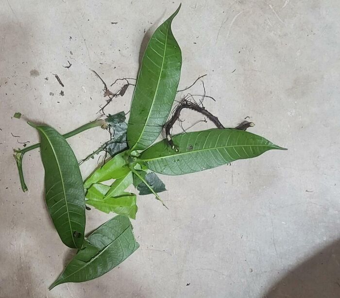 My Boss's Dog, Which Doesn't Belong At Work To Begin With, Tore Up My Mango Plant, That I Grew From A Mango I Had Eaten