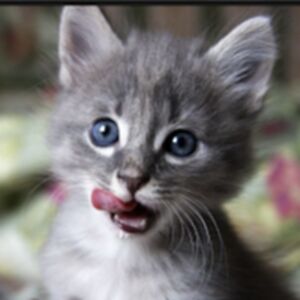 joshuagonzalez_2 avatar