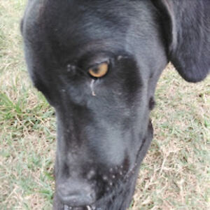 fernandaelevancini avatar