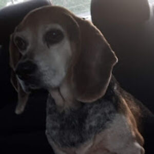 sherryjackson-barrett avatar