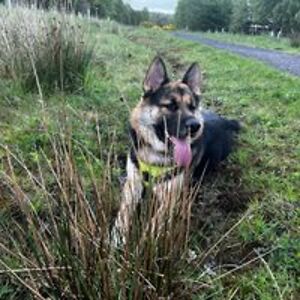 daisycrazy111 avatar